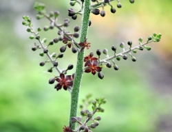 Brown flowers in masses up erect stems